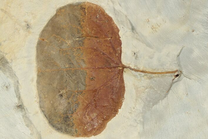 Fossil Leaf (Zizyphoides) - Montana #190456